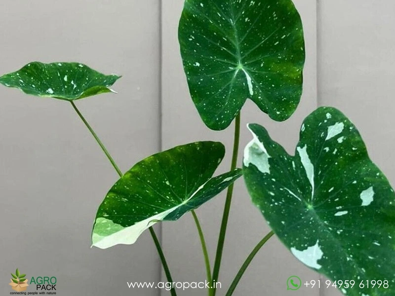 Colocasia-Milky-Way2