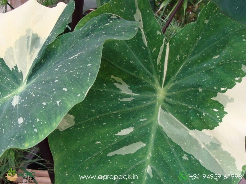 Colocasia-Milky-Way3