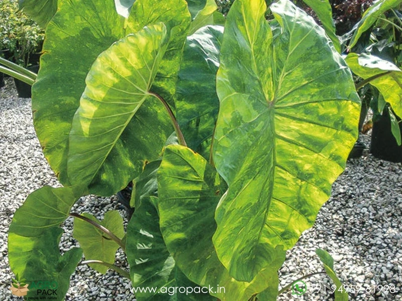 Colocasia-Morning-Dew3