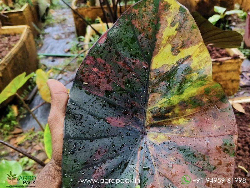 Colocasia-Morning-Star1