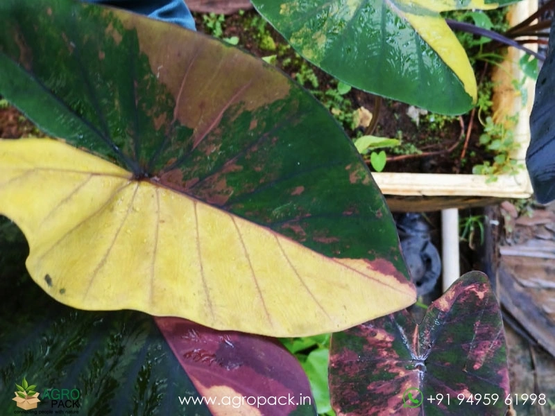 Colocasia-Morning-Star2