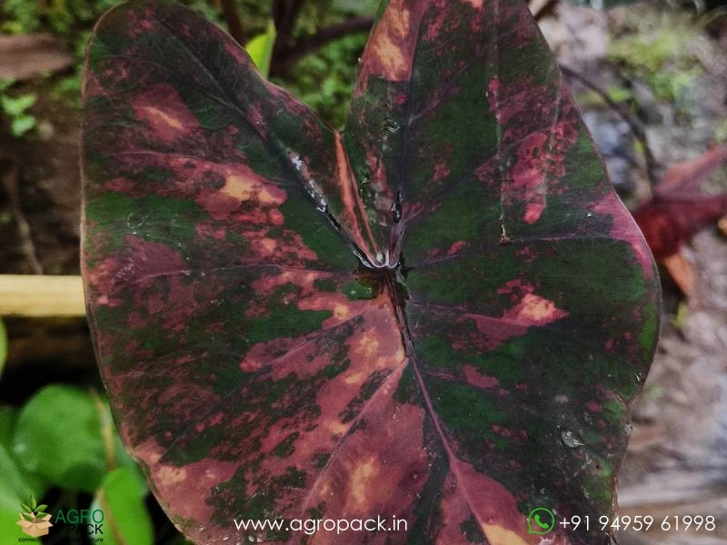 Colocasia-Morning-Star3