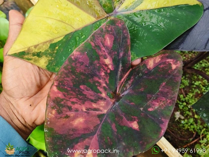 Colocasia-Morning-Star4