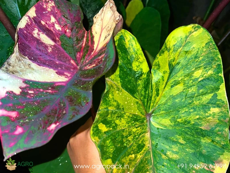 Colocasia-Morning-Star6
