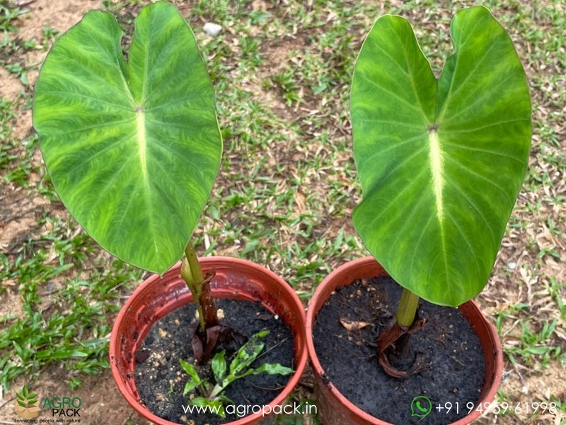 Colocasia-Nancy-Revenge3
