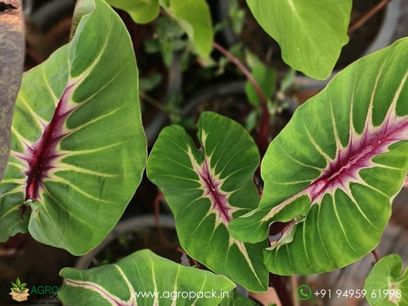 Colocasia-Papua-Manise1