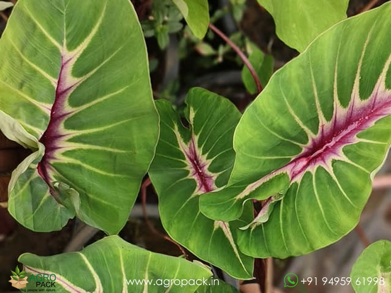 Colocasia-Papua-Manise2