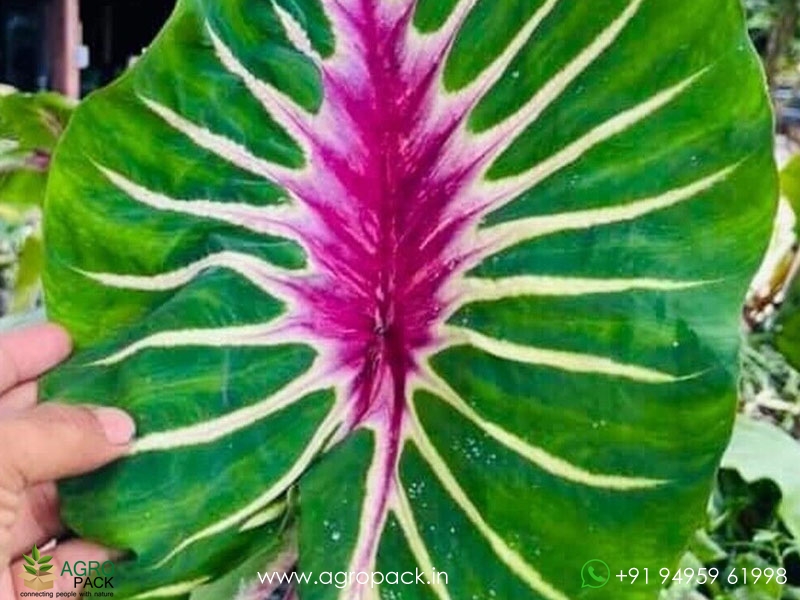 Colocasia-Papua-Manise4