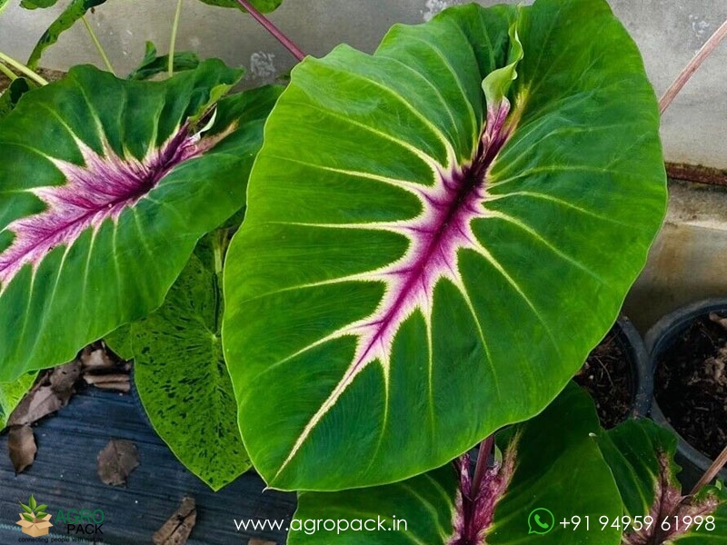 Colocasia-Papua-Manise5