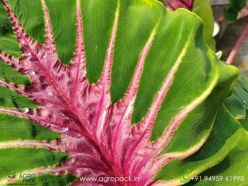 Colocasia-Papua-Manise6