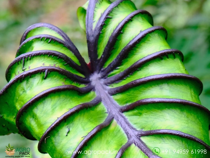 Colocasia-Pharaohs-Mask1