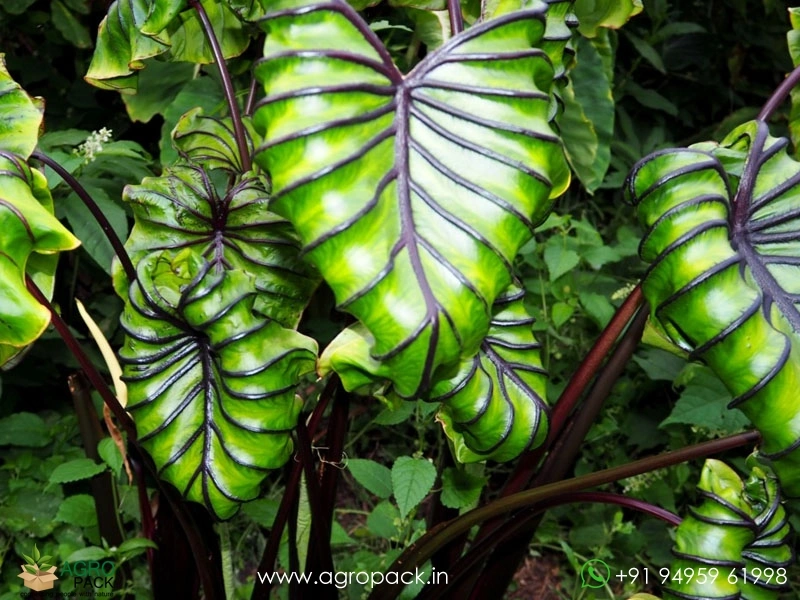 Colocasia-Pharaohs-Mask2