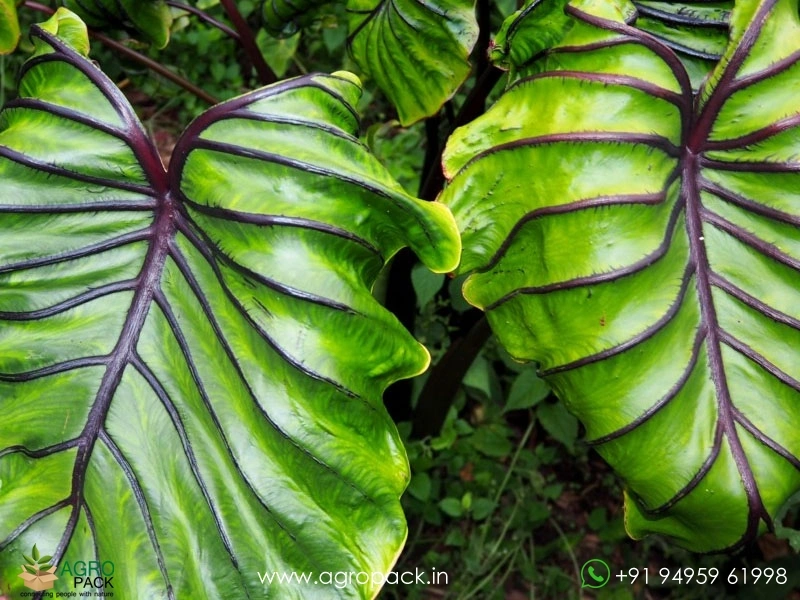 Colocasia-Pharaohs-Mask4