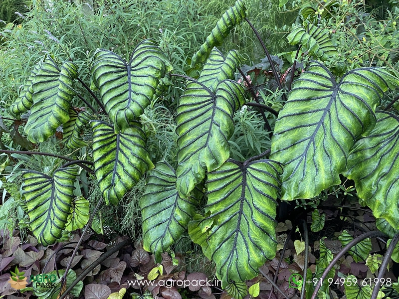 Colocasia-Pharaohs-Mask5