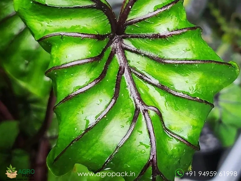 Colocasia-Pharaohs-Mask6