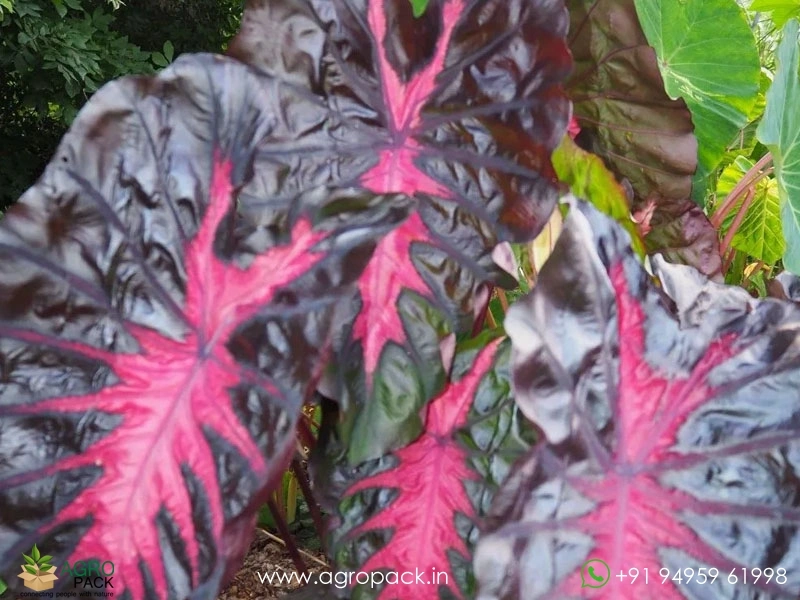 Colocasia-Redemption1