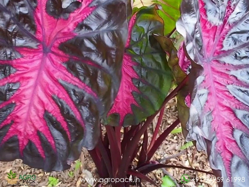 Colocasia-Redemption2