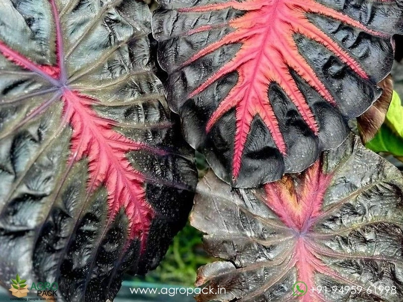 Colocasia-Redemption3