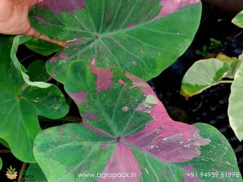 Colocasia-Siam-Ruby2