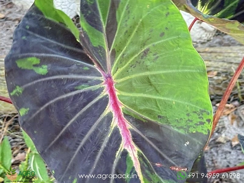 Colocasia-Stardus1