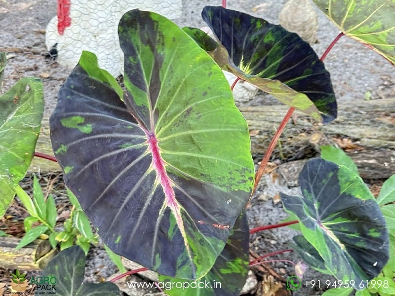 Colocasia-Stardus2
