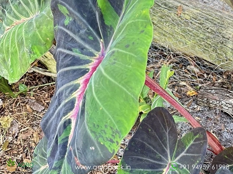 Colocasia-Stardus3