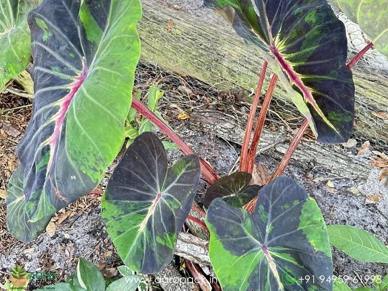 Colocasia-Stardus4