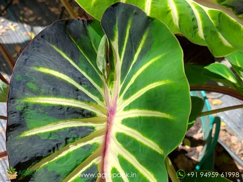 Colocasia-Stardus5