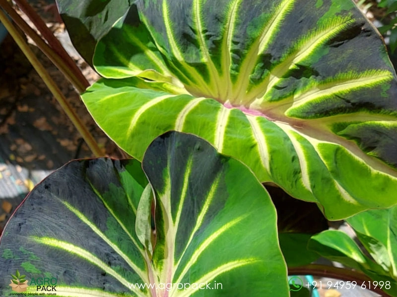 Colocasia-Stardus6