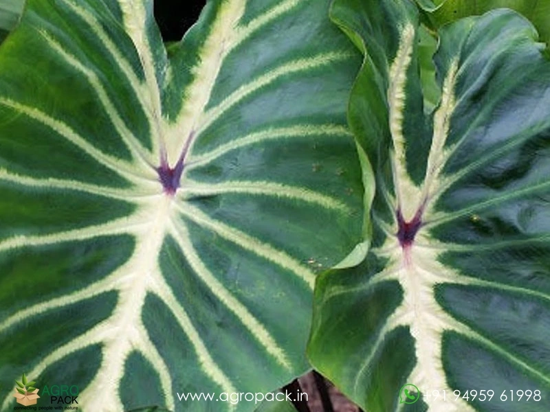 Colocasia-White-Lava4