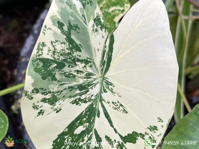 Colocasia-White-Tiger5