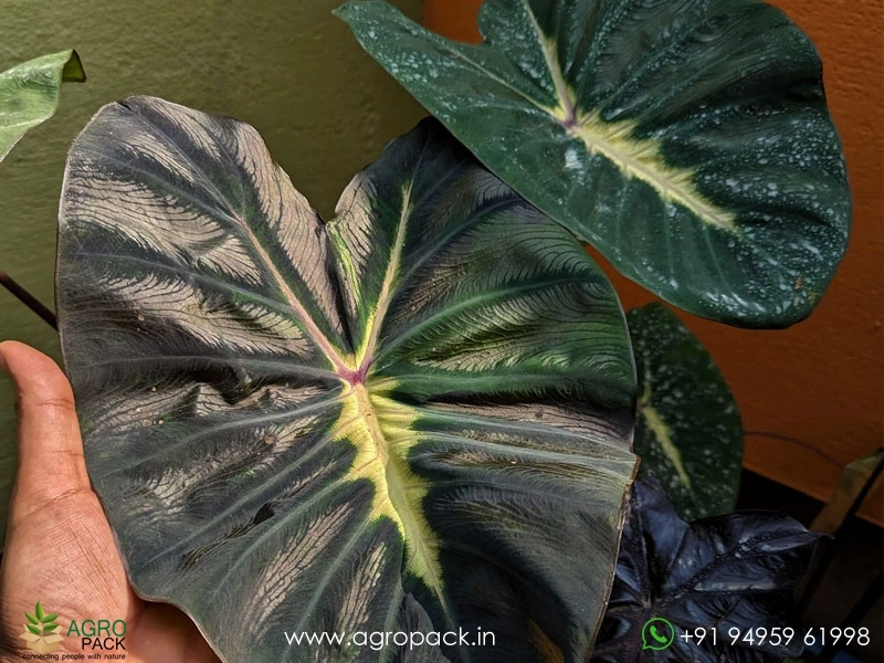 Colocasia-Yellow-Black2