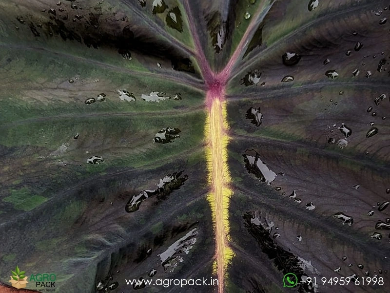 Colocasia-Yellow-Black3