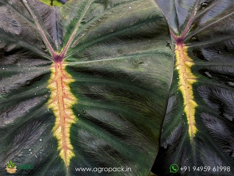 Colocasia-Yellow-Black4