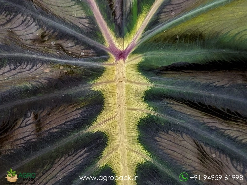 Colocasia-Yellow-Black5