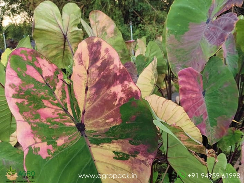 Colocasia-Zircon-Diamond1