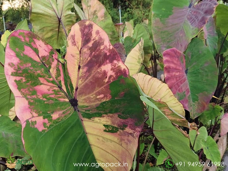 Colocasia-Zircon-Diamond3