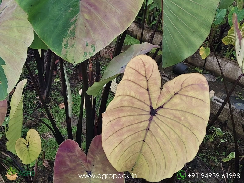 Colocasia-Zircon-Diamond4