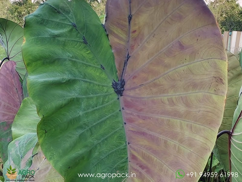 Colocasia-Zircon-Diamond5
