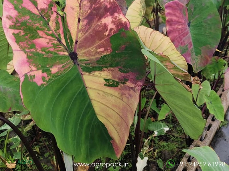 Colocasia-Zircon-Diamond6