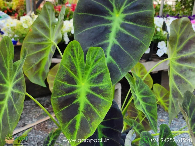 Colocasia-esculenta-Illustris1