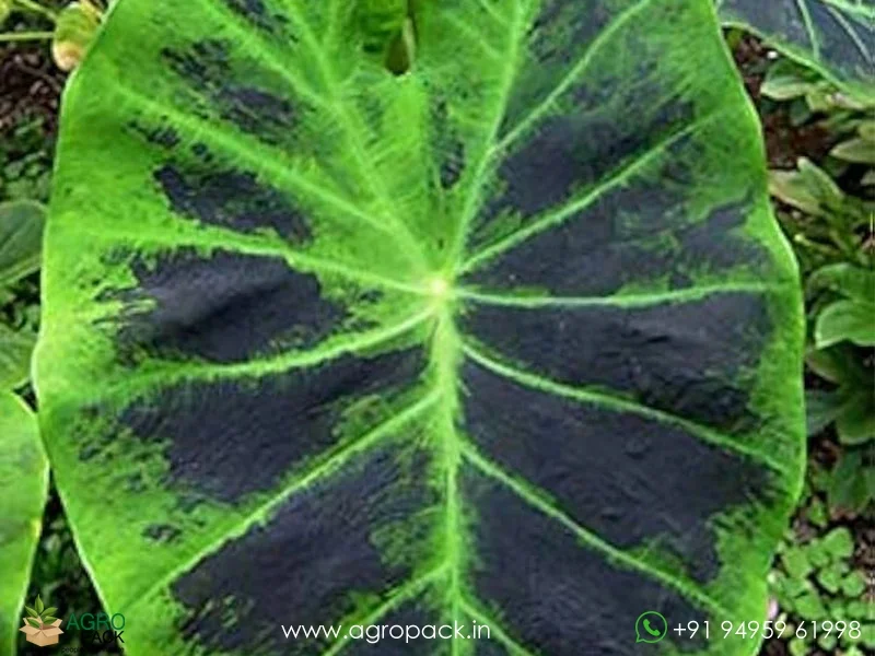 Colocasia-esculenta-Illustris2