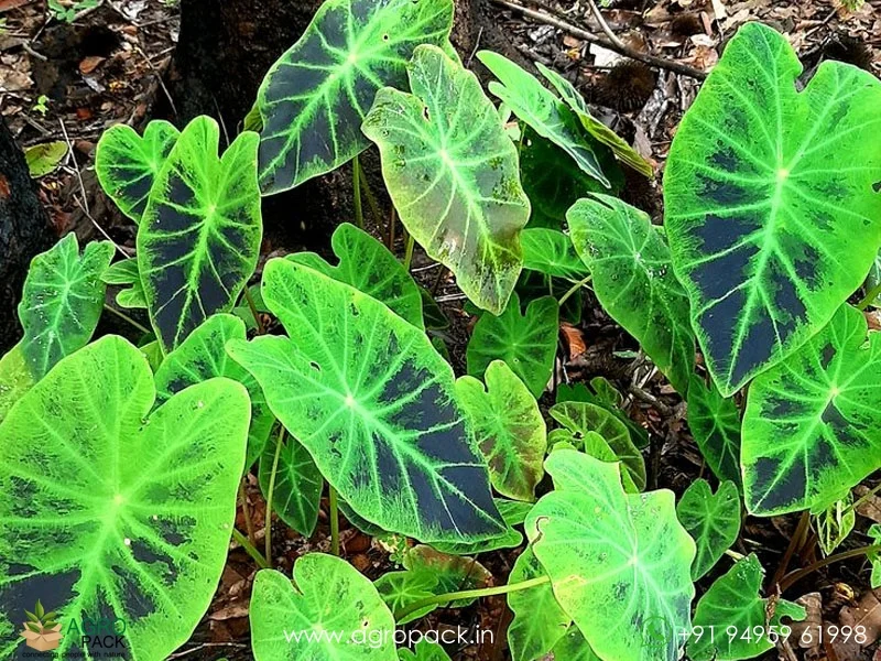 Colocasia-esculenta-Illustris3