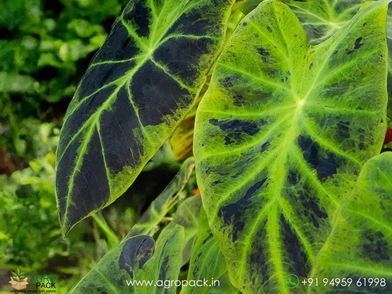 Colocasia-esculenta-Illustris4