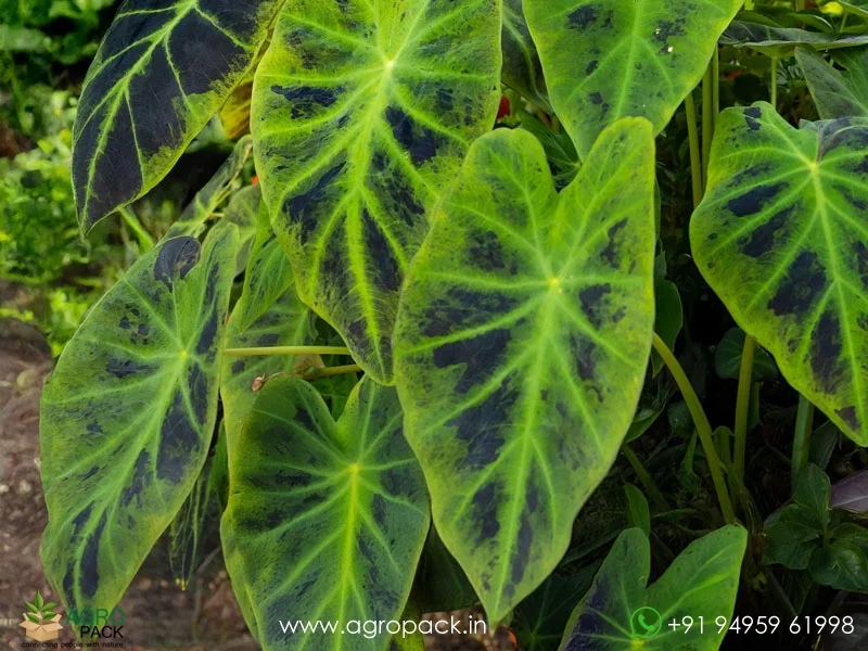Colocasia-esculenta-Illustris5