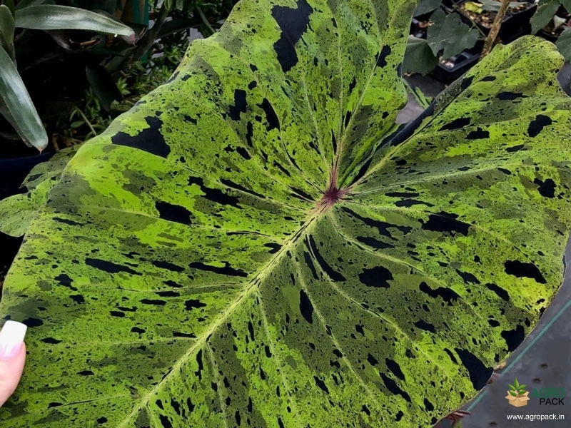 Colocasia-esculenta-Mojito1