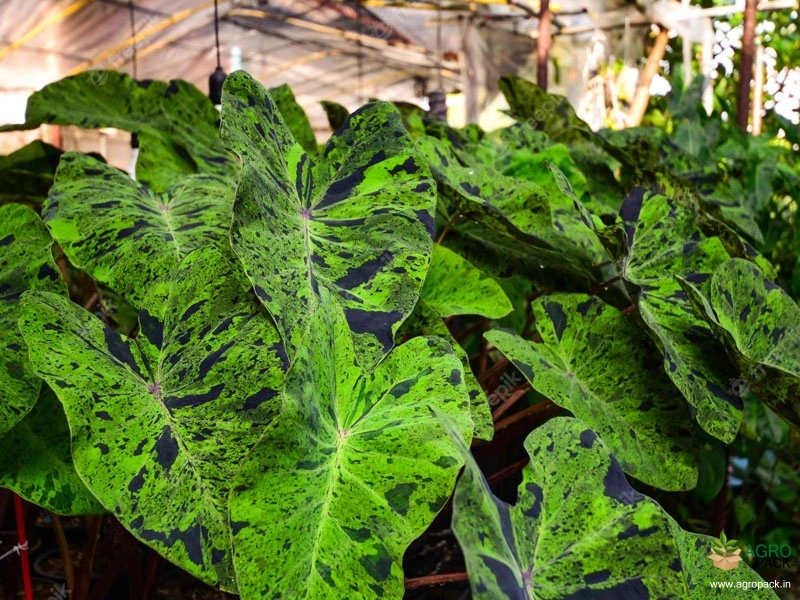 Colocasia-esculenta-Mojito2