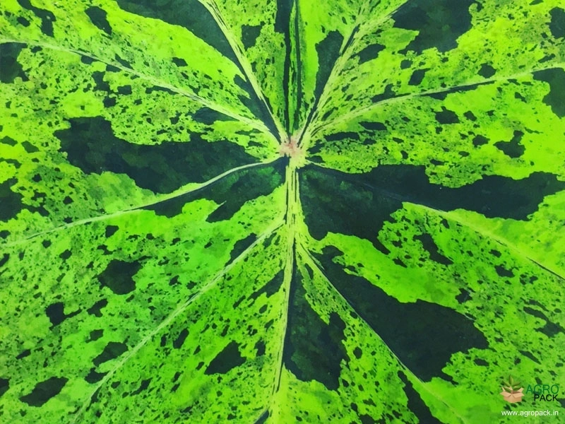 Colocasia-esculenta-Mojito3