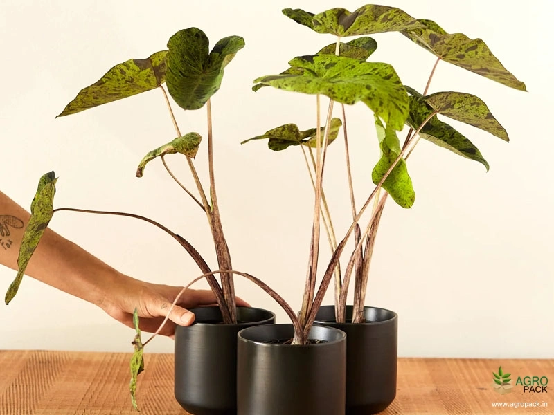 Colocasia-esculenta-Mojito4