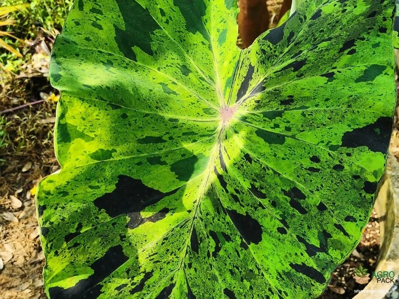 Colocasia-esculenta-Mojito6